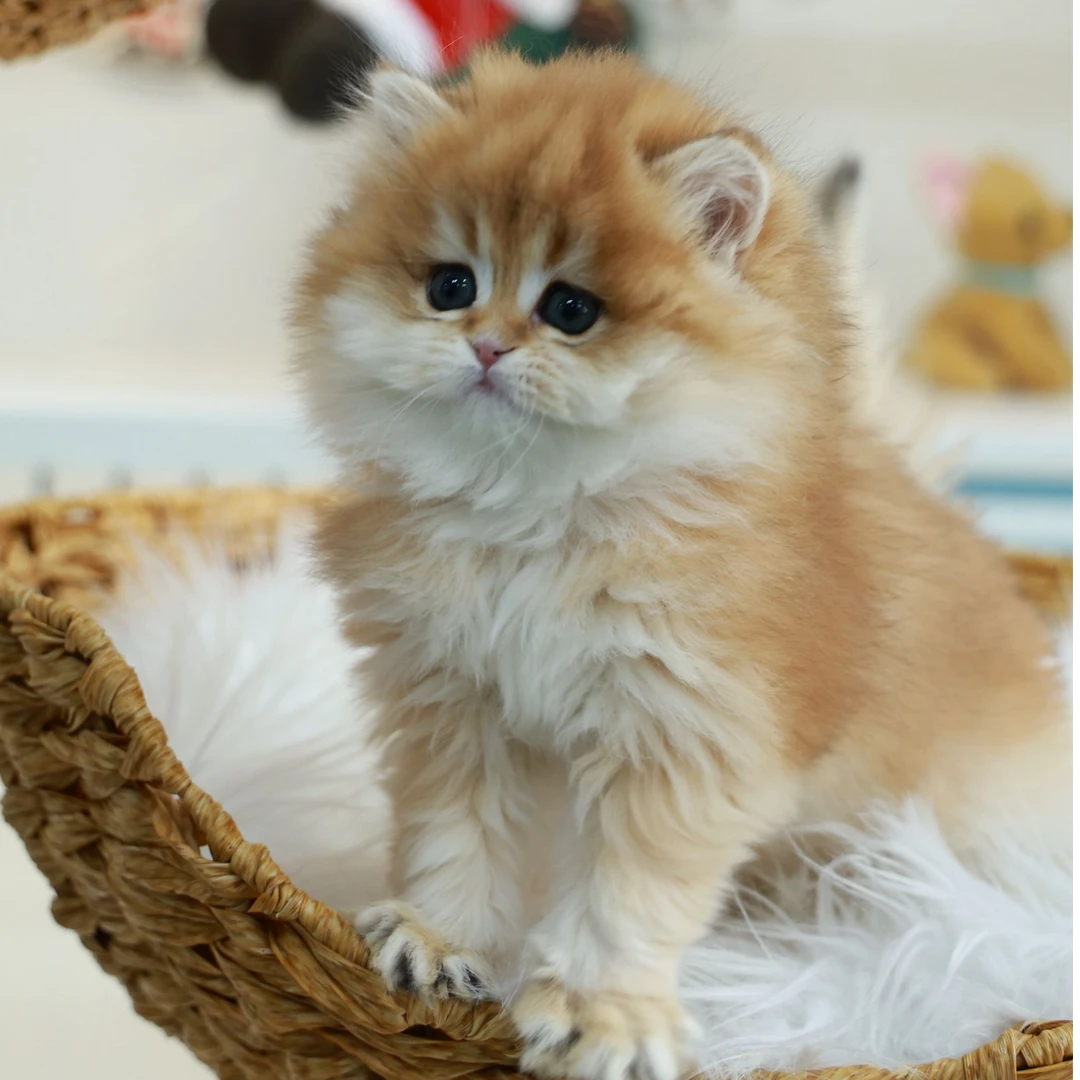 浅浅——长毛金渐层妹妹猫咪【一菲家】