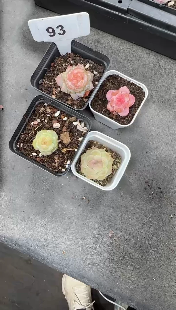 【闪购商品】一物一拍0116—93