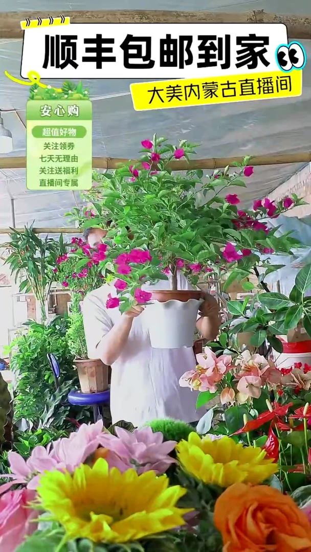 完全开放云南紫加换盆