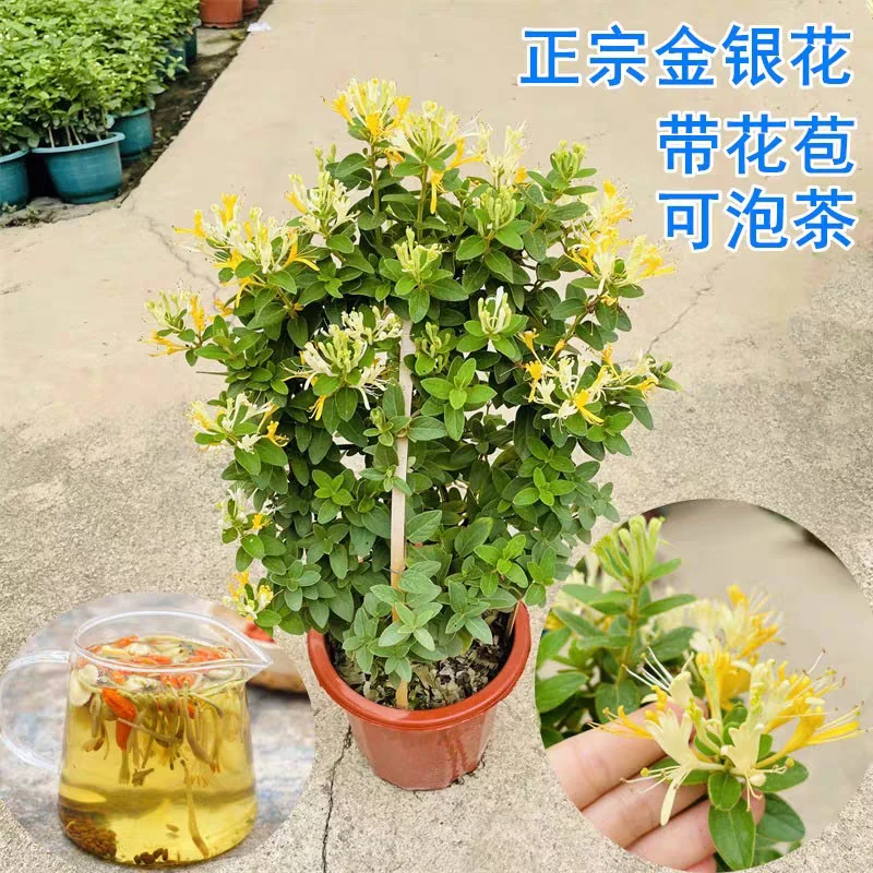 金银花树苗盆栽爬藤植物