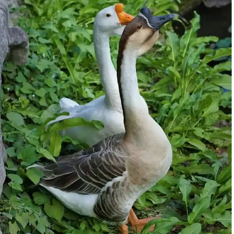农村散养土鸡鸭鹅鸽子