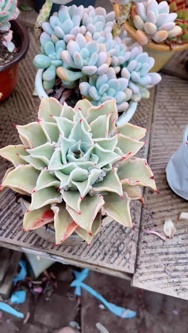 【闪购商品】19113多肉