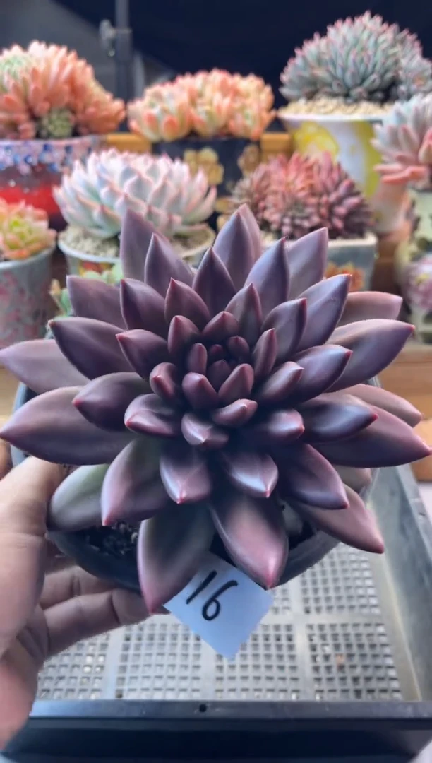 16迷雾泡泡111111111111111