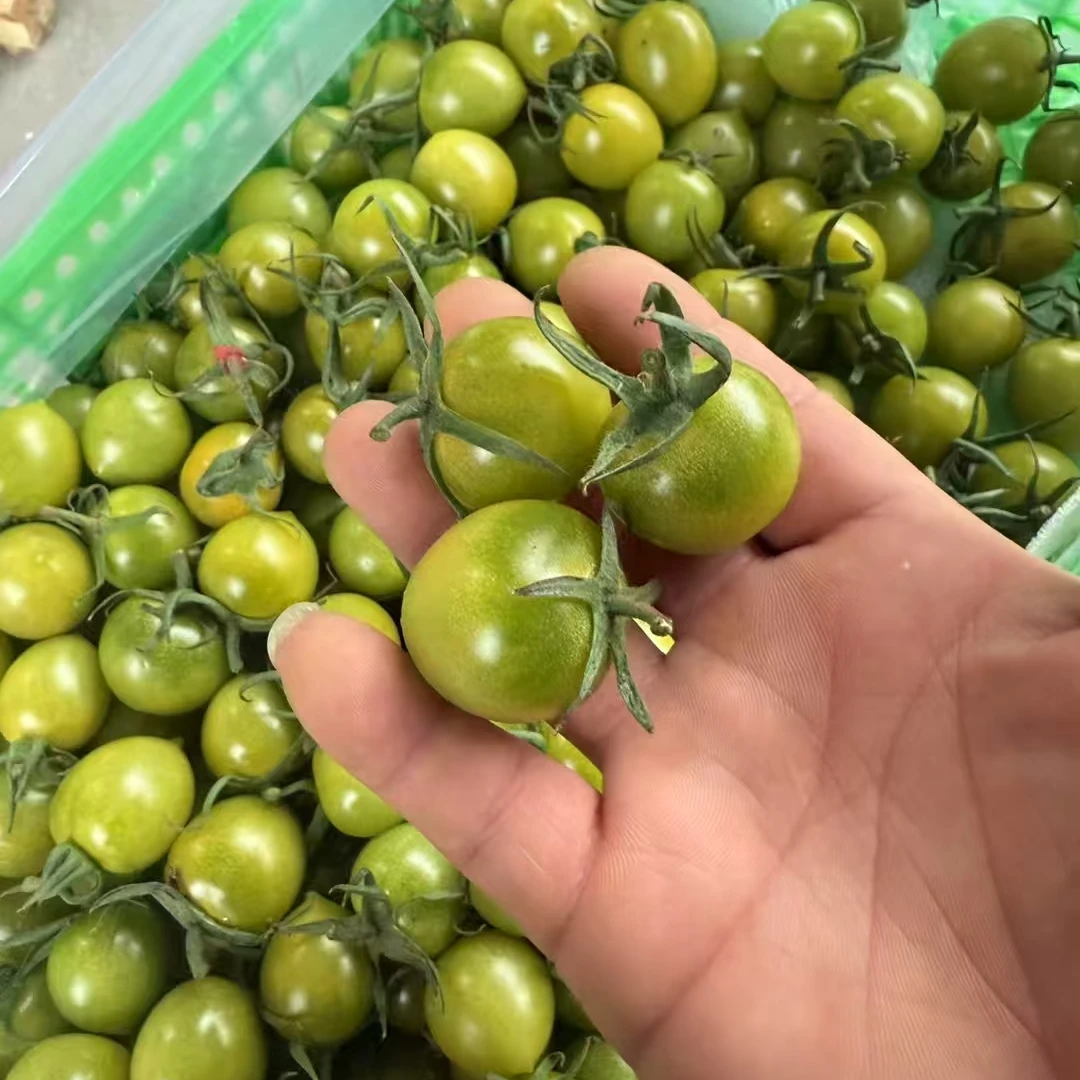 【甜蜜一夏】青甜蜜小番茄绿色蔬菜