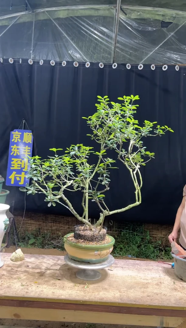 当前无花栽培后可以开花亿****刘海岛春花