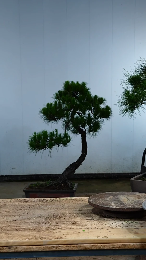 无花朵松树木架包邮