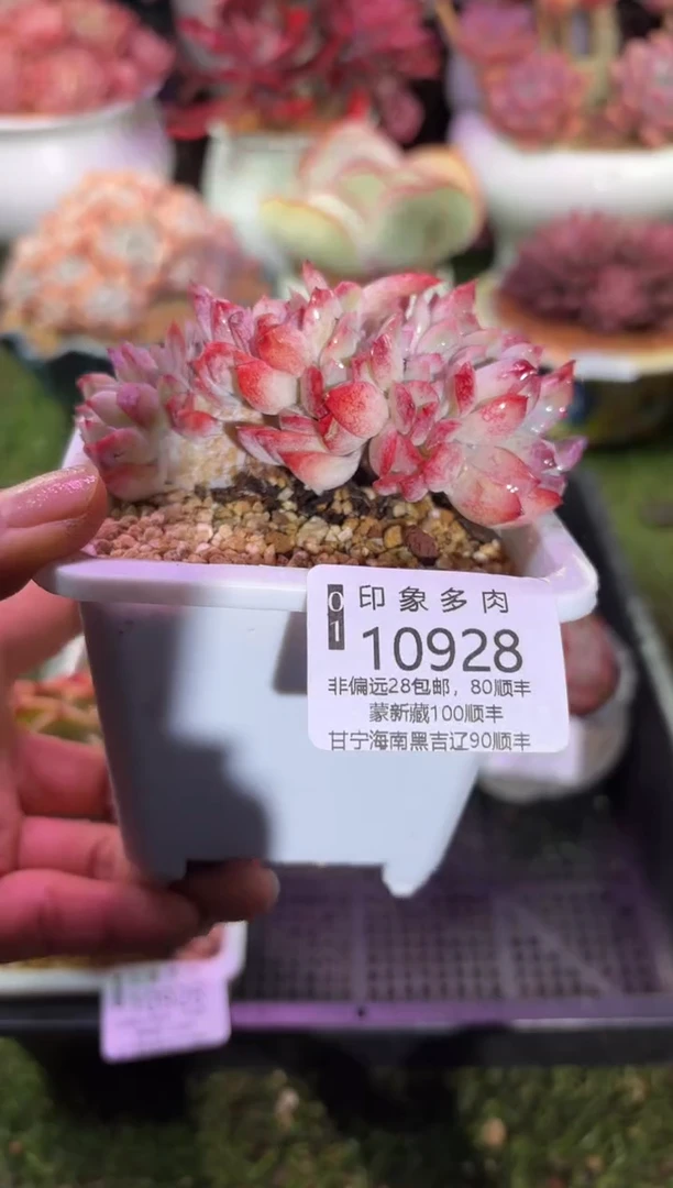 【闪购商品】10928