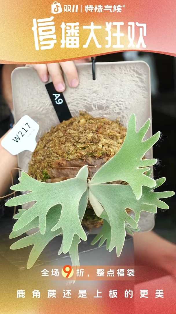 不开花植物W217-A9孢子苗特选