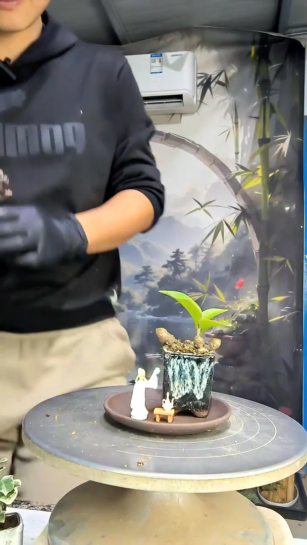 博****⁸中青园艺一物一拍花101