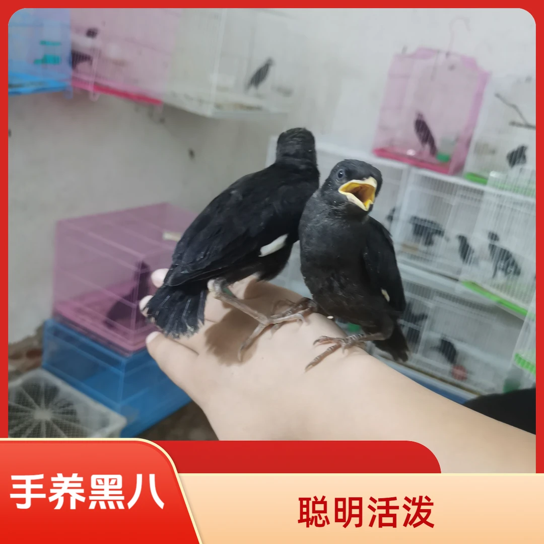 鹦鹉聪明伶俐的小黑可教语言下单看清详情购买规则