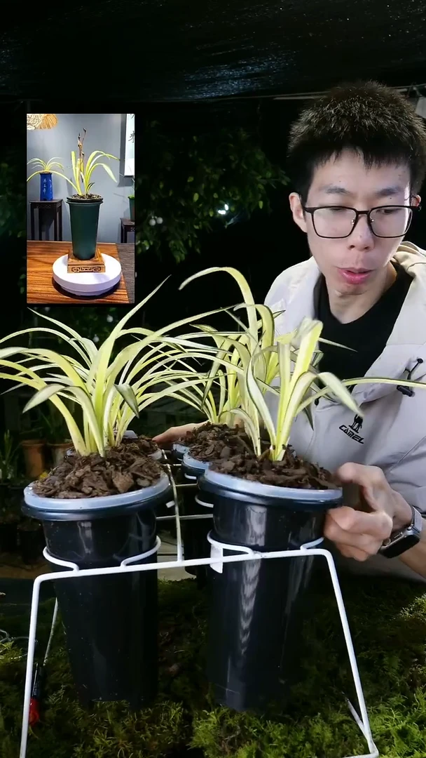 当前无花栽培后可以开花墨兰-锦绣牡丹（前垄子母2苗）