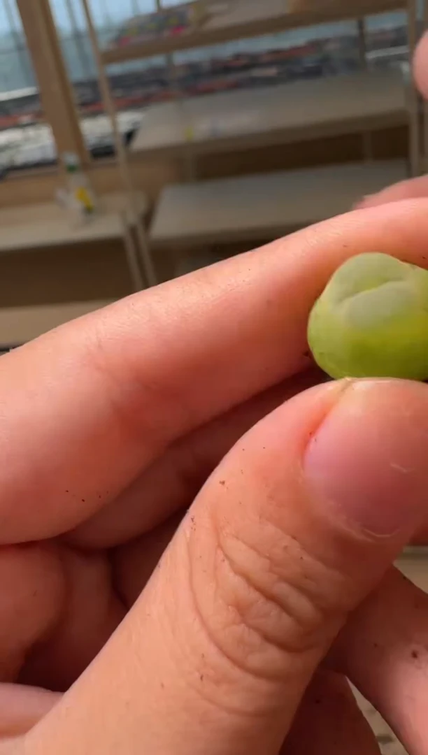 美丽的肉石头16-102