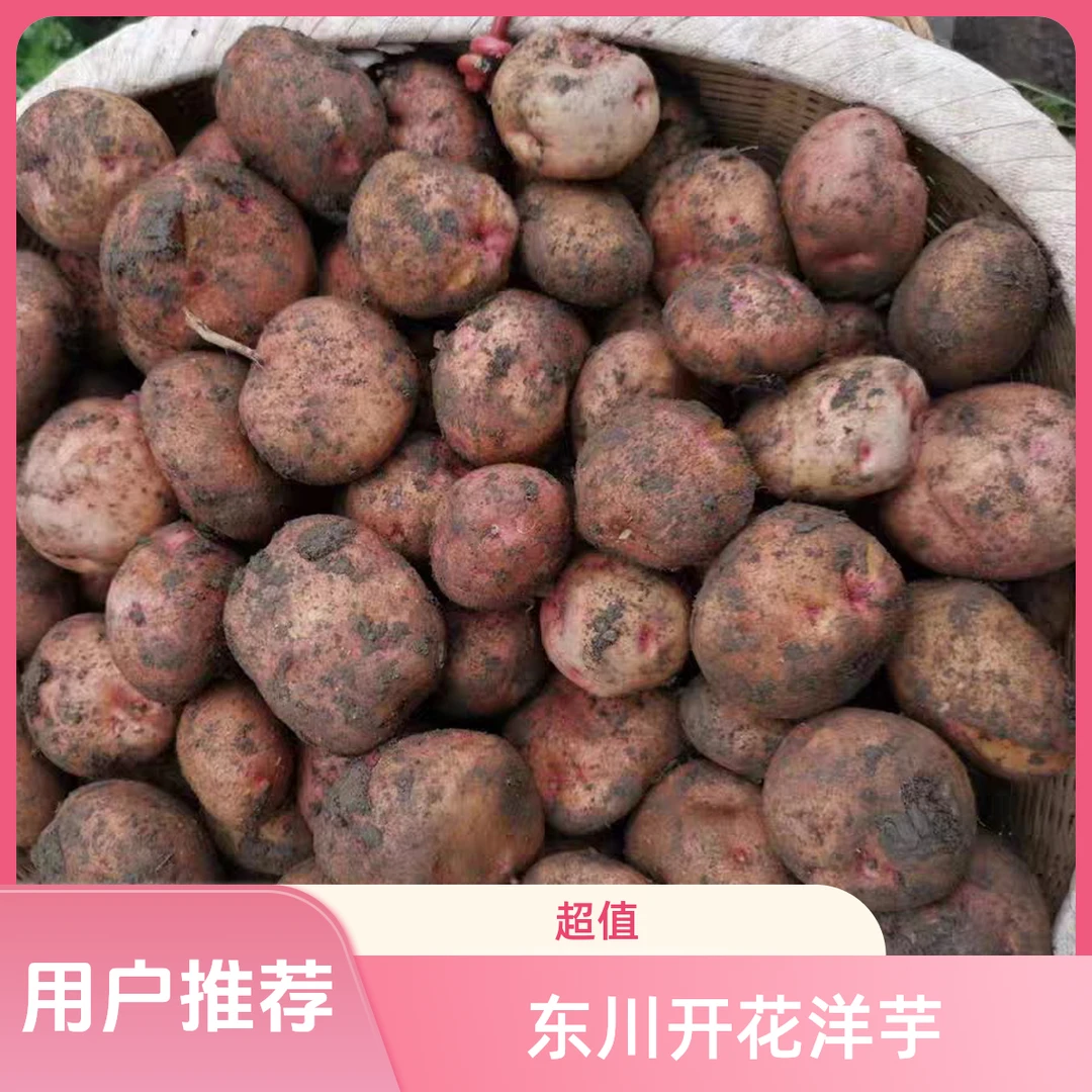无品牌开花洋芋云南东川特产粉 面沙 原产地直接发货十斤礼盒装