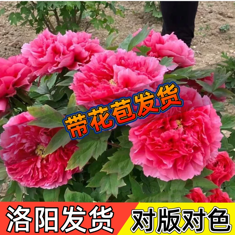 【国色芳华】正宗洛阳牡丹原盆原土带花苞盆栽庭院重瓣大花观赏花卉