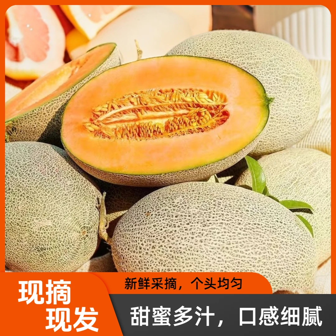 【正宗哈密瓜】现摘现发皮薄肉厚甜蜜多汁脆甜新鲜采摘头茬当季水果