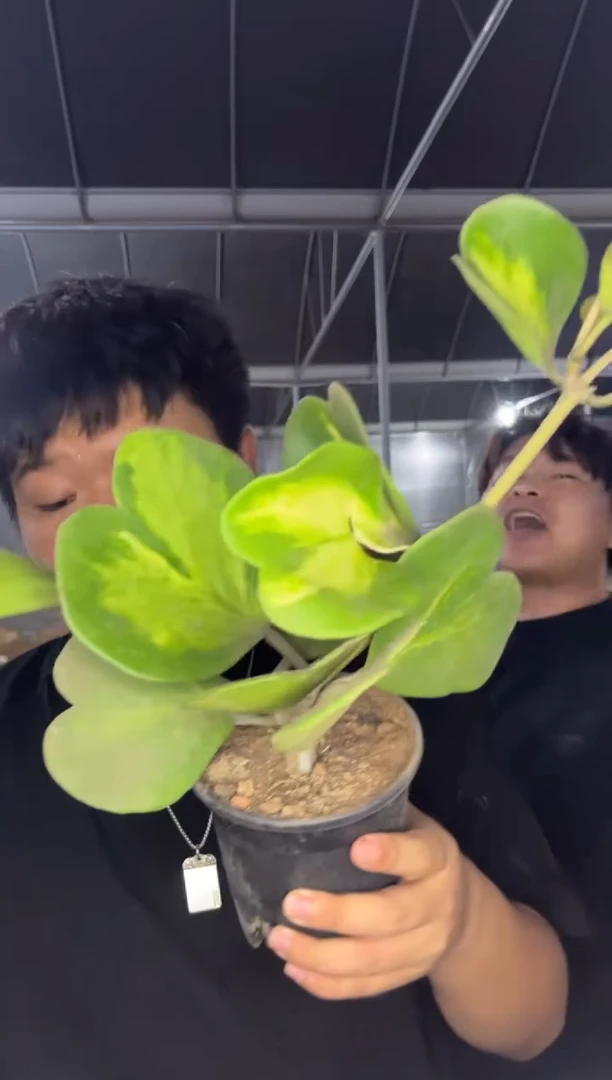 心叶球兰 内锦【带根】8个叶片起发