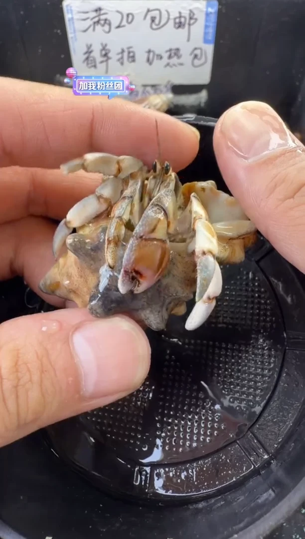 2.4口磨尖紫陆一只