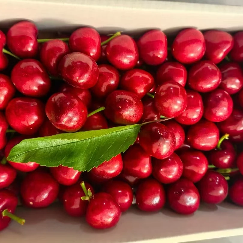 砂蜜豆山海关大樱桃车厘子品牌现拍现摘果农直销冷链空运售后无忧