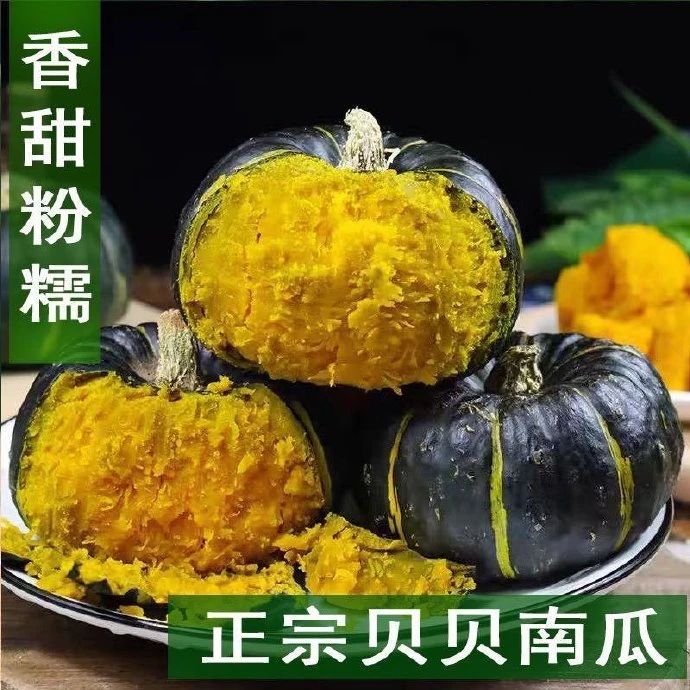 新疆正宗贝贝南瓜新鲜采摘粉糯香甜板栗味适合宝宝辅食