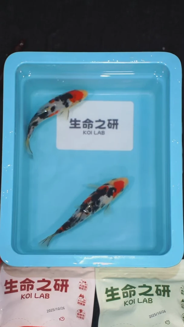 锦鲤血统大正锦鲤红白锦鲤丹顶三色丹顶红白锦鲤观赏鱼