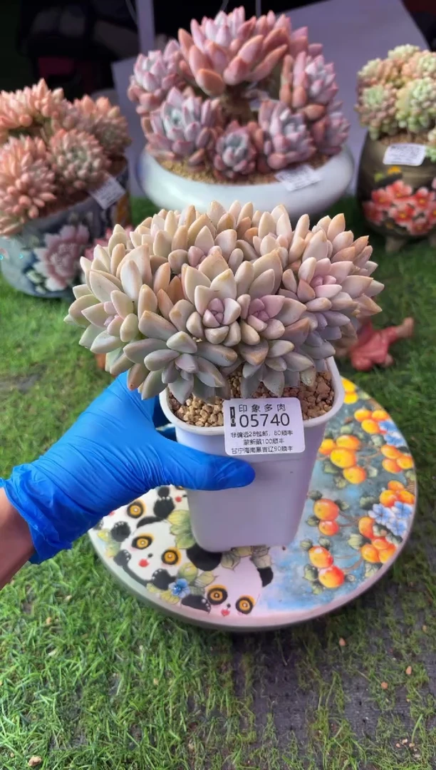 昆明印象多肉05740