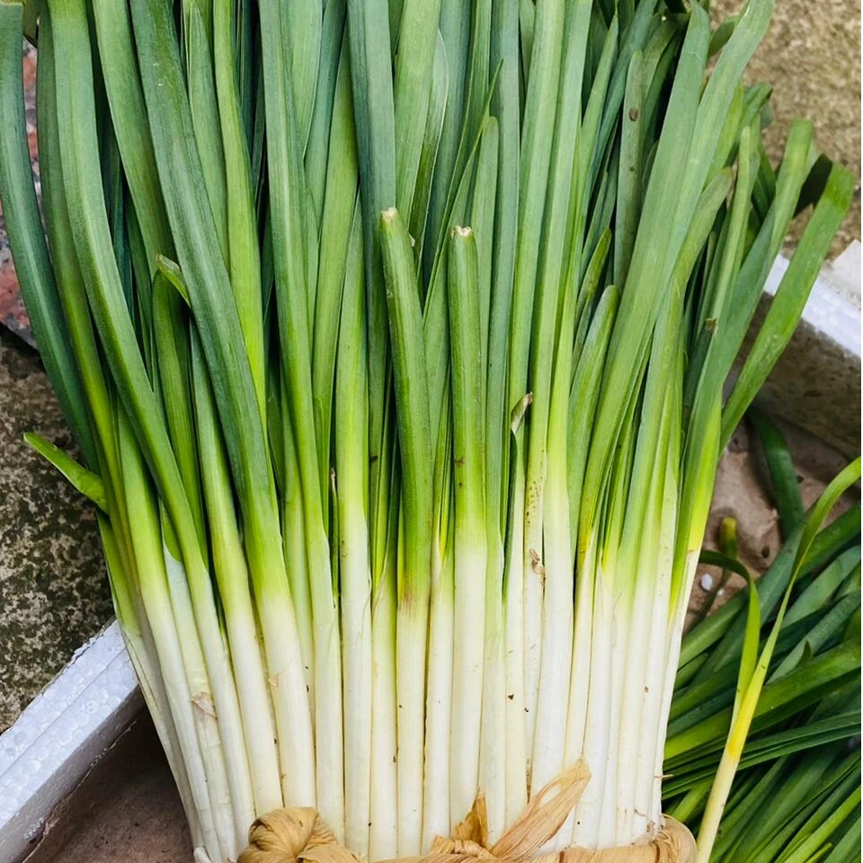 正宗烟台头茬白根韭菜现割紫红长脖毛雪韭菜根新鲜蔬菜2-5斤