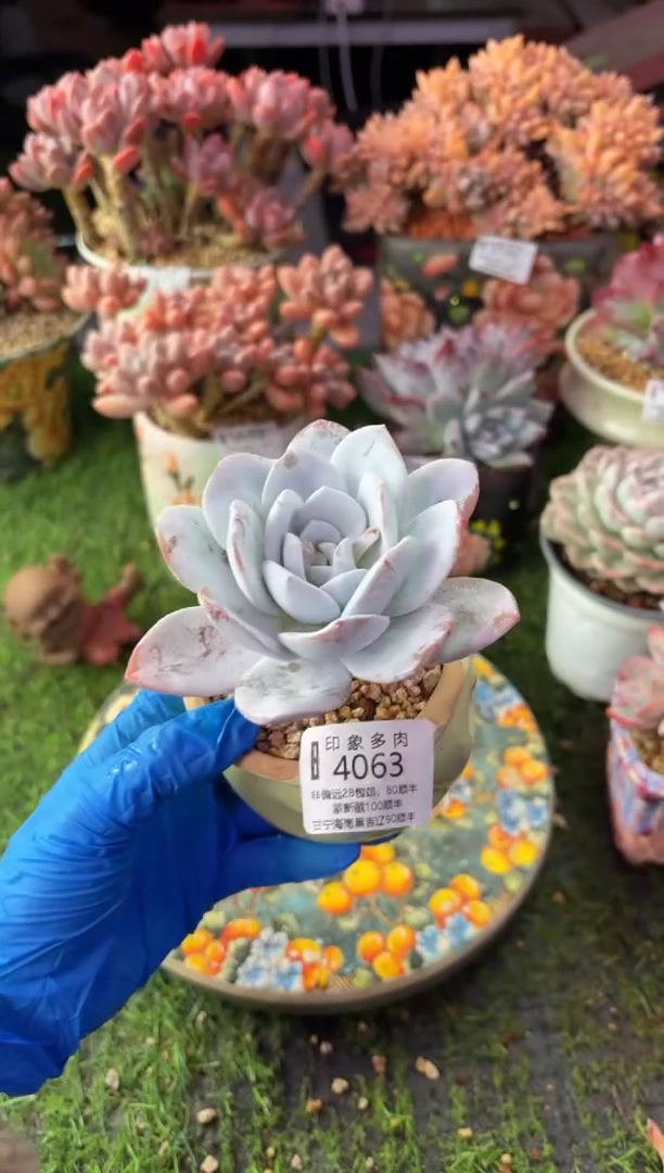 昆明印象多肉4063