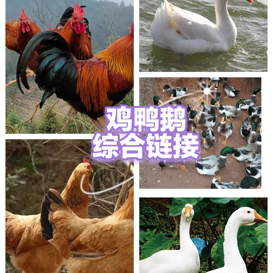 广水本地吃谷鸡，鸭，鹅等等顺丰包邮