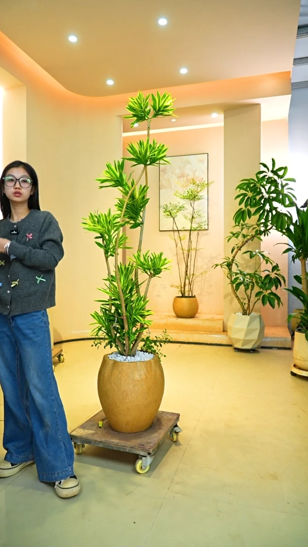 不开花植物拓*✨一物一拍落地款百合竹