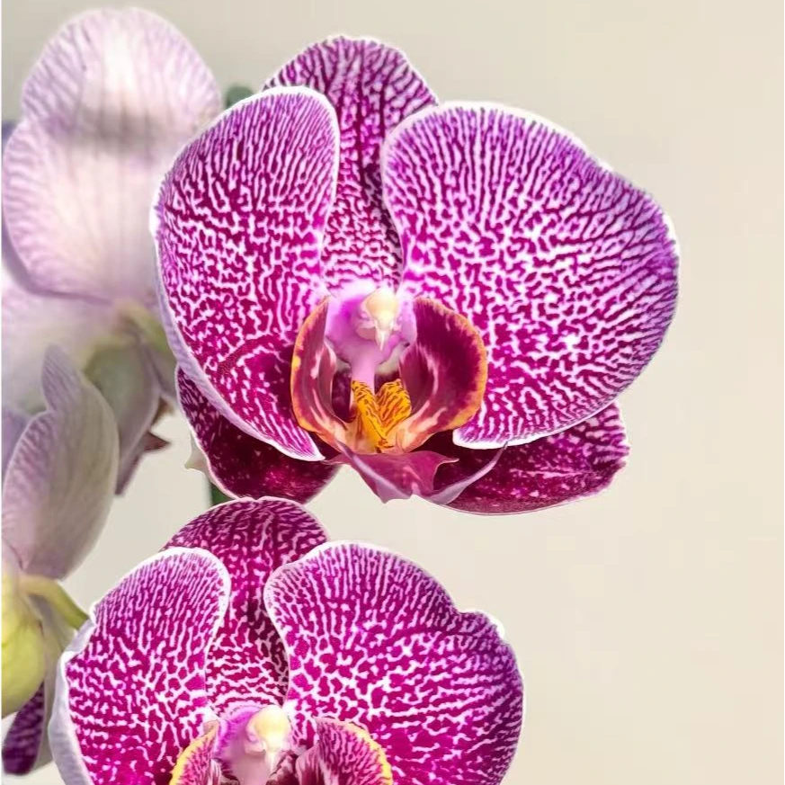 蝴蝶兰【斑豹】单花剑 带花带花苞 室内花花 广州直发
