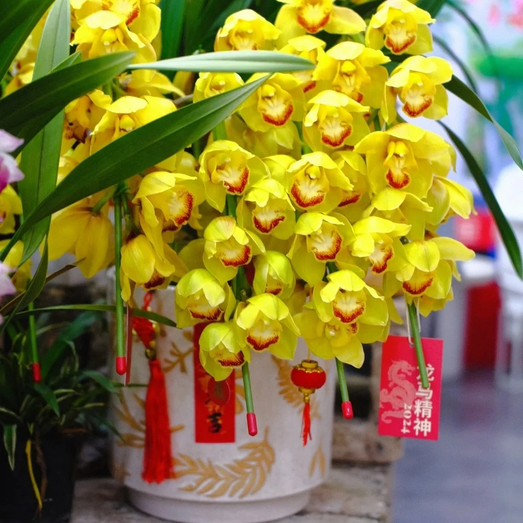 黄金岁月拱兰7支剑(J) 黄色大花蕙兰 年宵花 花苞/半开发货 210盆