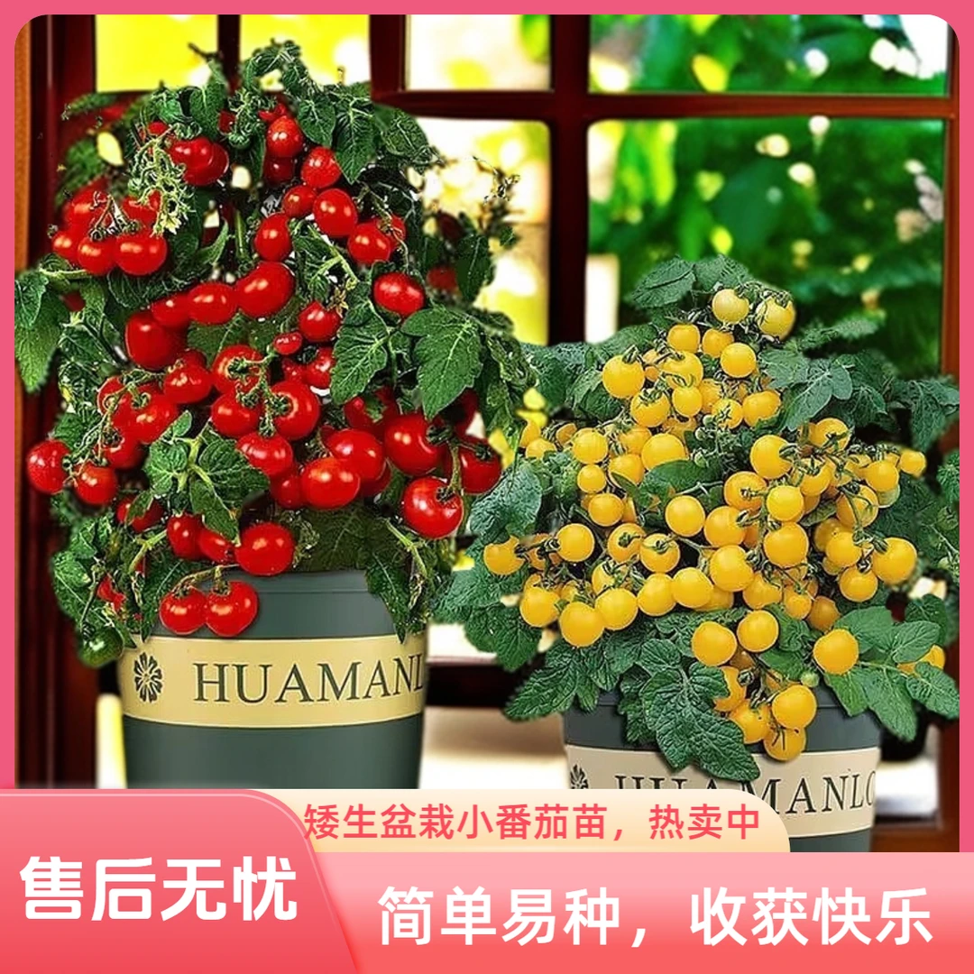 矮生小番茄苗蔬菜苗小番茄苗圣女果西红柿阳台庭院好种易成活秧苗