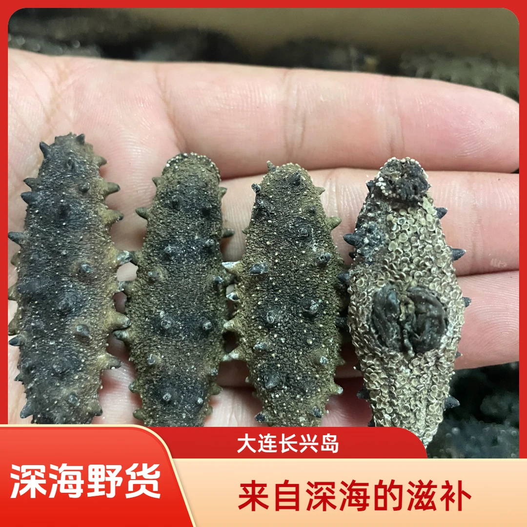 大连纯野生淡干深海海参加工高泡发肉厚劲道营养丰富孕期首选