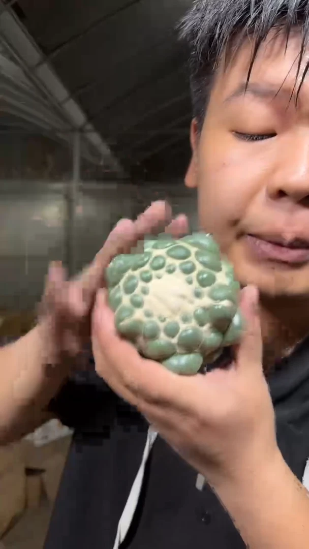 7-10cm 蜘蛛眼 无刺象牙【无根】