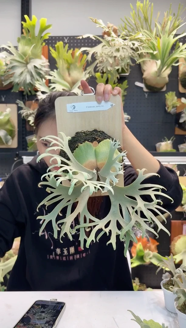 无花朵组培珍妮压成株