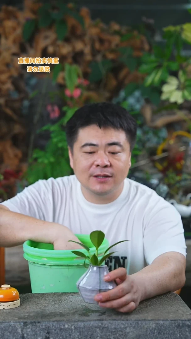 当前无花栽培后可以开花绿公主368HT