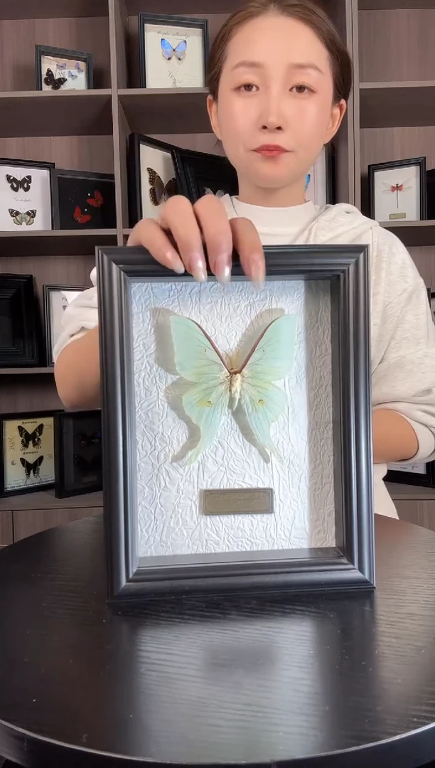 实木竖款短尾大蚕蛾（蝴蝶装饰画7寸框）