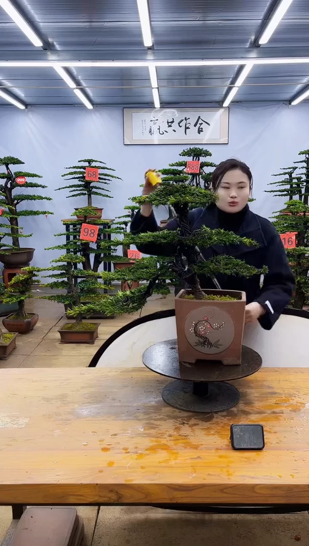 【闪购商品】高端盆景一物一拍，所见即所得