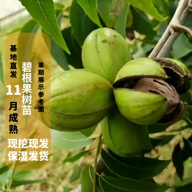 正宗碧根果树苗核桃树苗嫁接盆栽地栽云南贵州四川耐寒南北方种植