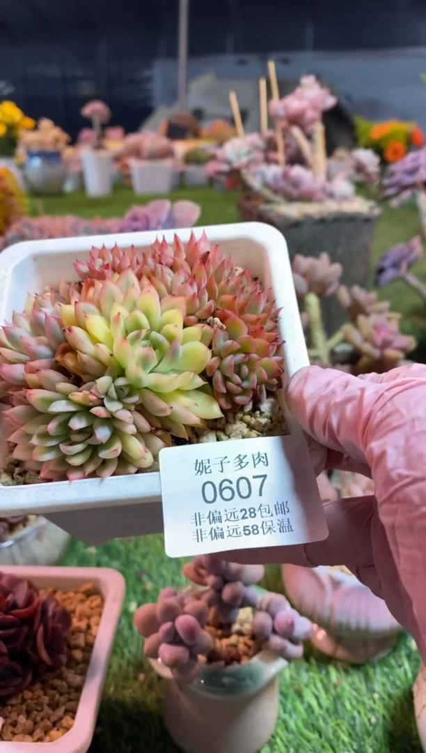 【闪购商品】0607a