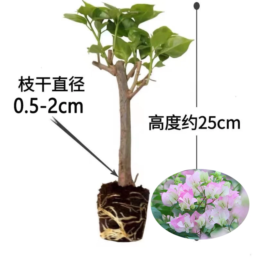 新【买3送1】三角梅四季开花基地直发三角梅苗盆栽勤花爬藤阳台好养