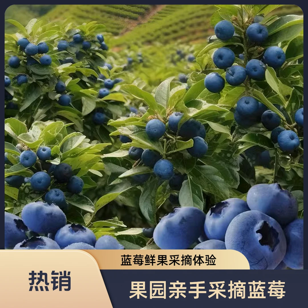 【顺风包邮】云南花香蓝莓鲜果枝新鲜水果L11一斤当季佳怡颗沃1箱