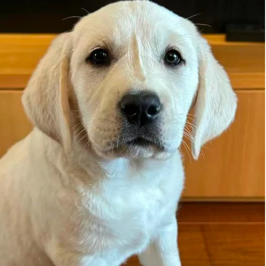 可爱白色宠物犬双眼皮微笑天使适合家养拉拉