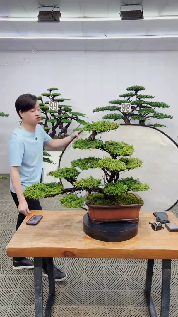 无花朵造型盆景一物一拍