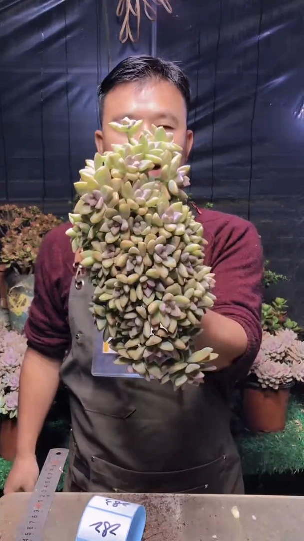 282淡雪缀化（一物一拍）