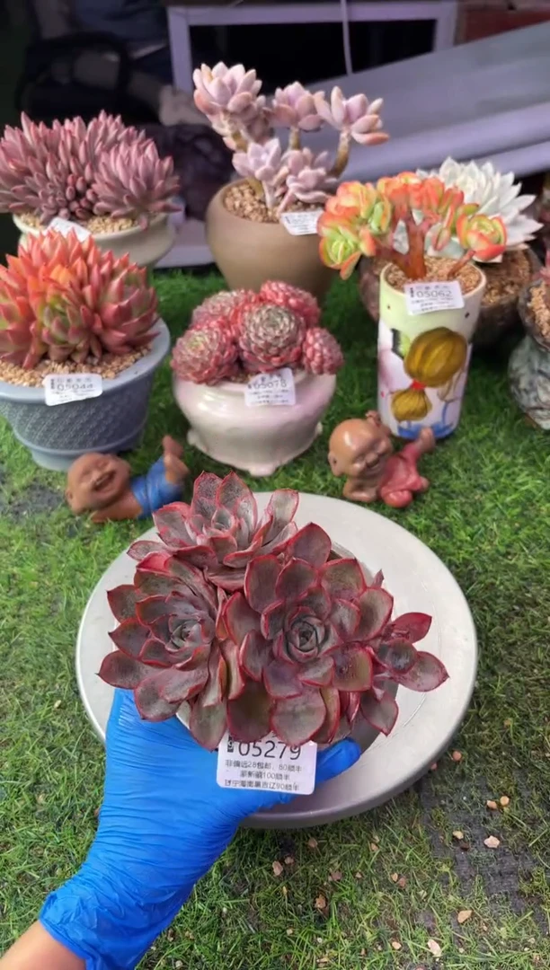昆明印象多肉05279