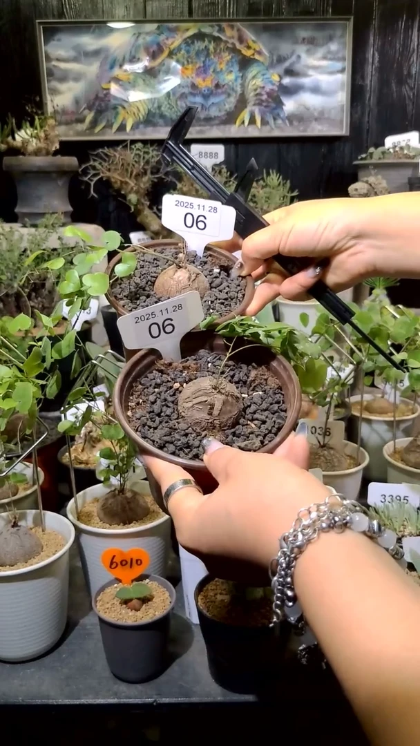 6号1128福利南非龟甲龙买一送一