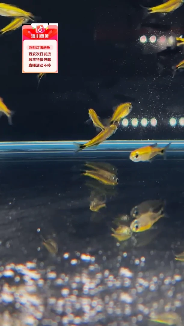 海水鱼?*?爆色红火蚁3条