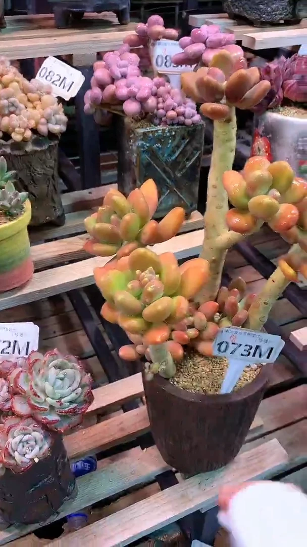 【闪购商品】073MMM