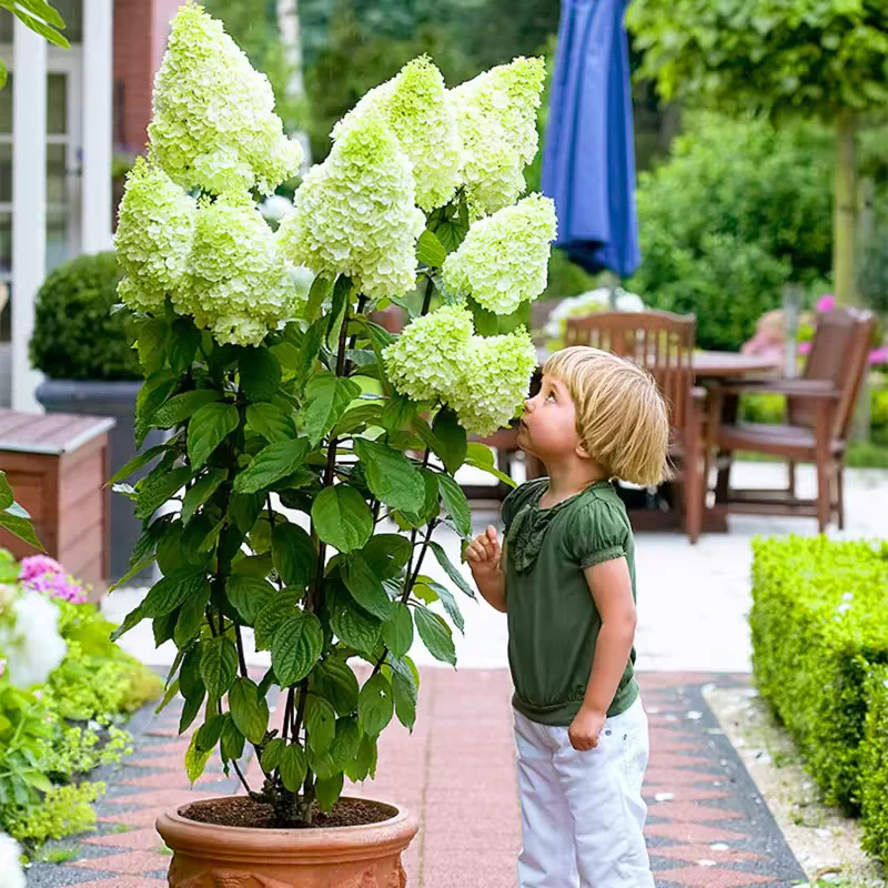 [石灰灯圆锥绣球] 140口径盆 多年生庭院花镜植物欧洲木绣球灌木